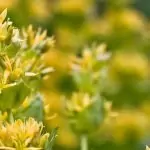 Жълта тинтява Gentiana Iutea L.