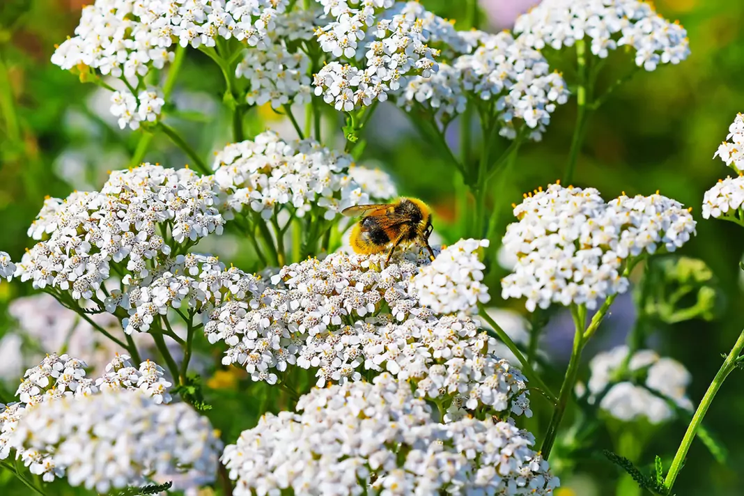 Бял равнец Achillea Millefolium
