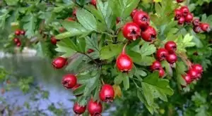 Глог Crataegus Monogyna