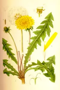 Глухарче Taraxacum Officinale