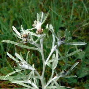 Смил бял Filaginella uliginosa