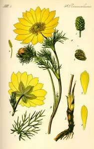 Горицвет Adonis vernalis L.