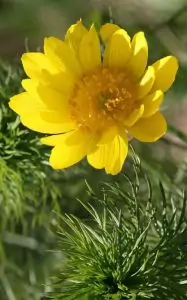 Горицвет Adonis vernalis L.