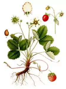 Горска ягода Fragaria Vesca