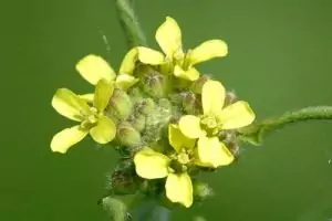 Лечебна мъдрица Sisymbrium officinale (L.) Scop