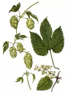 Хмел Humulus lupulus L.
