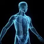 Части на тялото