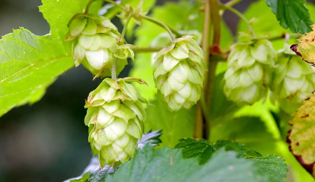 Хмел Humulus lupulus L.