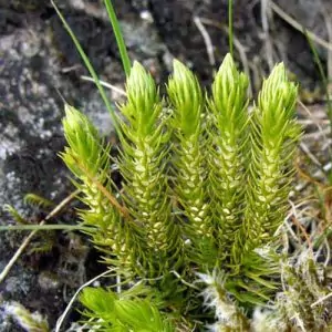 Иглолистен плаун Lycopodium selago L.