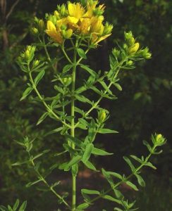 Жълт кантарион (звъника) Hypericum Perforatum
