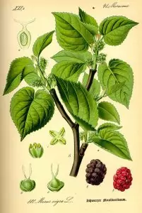 Бяла и черна черница Morus alba L., Morus nigra L.