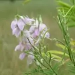 Лечебен жаблек (конски ребра) Galega officinalis L.