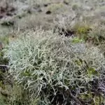 Исландски лишей