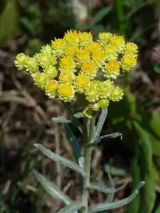 Жълт смил Helichrysum arenarium (L.) Moench
