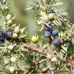 Обикновена хвойна Juniperus communis L.