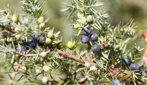 Обикновена хвойна Juniperus communis L.
