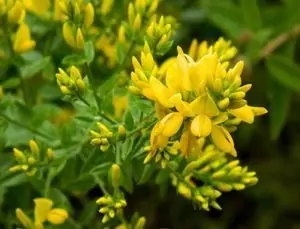 Жълтуга багрилна Genista tinctorla L.