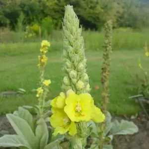 Лопен Verbascum phlomoides L.