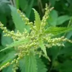 Бяла мъртва коприва Lamium album L.