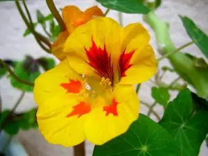Латинка Tropaeolum majus L.