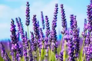 Лавандула Lavandula Angustifolia