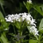 Лазаркиня Asperula Odorata