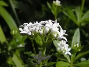 Лазаркиня Asperula Odorata