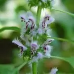 Дяволска уста Leonurus Cardiaca