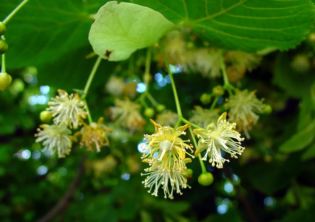 Липа (дребнолистна, едролистна, сребролистна) Tilia cordata Mill. (T. parvifolia Ehrh.)