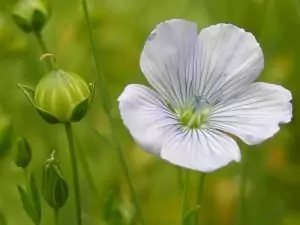 Лен Linum usitatissimum L.