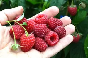 Малина Rubus Idaeus