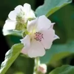 Лечебна ружа Althaea officinalis L
