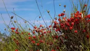 Ефедра Ephedra distachya L.