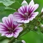 Слез Malva Sylvestris
