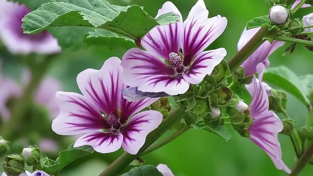 Слез Malva Silvestris