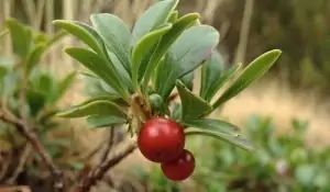 Мечо грозде Uva Ursi