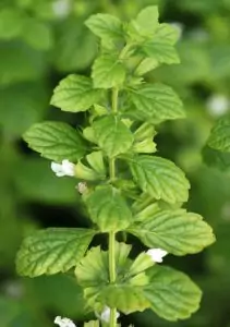 Маточина (лимонче) Melissa Officinalis