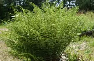 Орлова папрат Pteridium aquilinum (L.) Kuhn