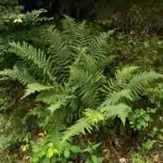 Мъжка папрат Aspidium filix – mas (L.) Schott