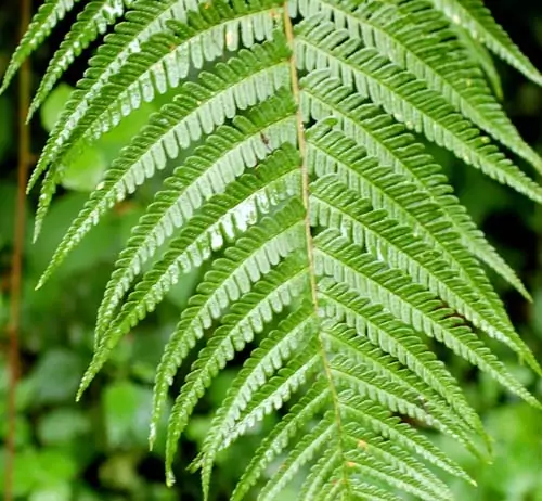 Мъжка папрат Aspidium filix - mas (L.) Schott