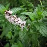 Джоджен (лютива мента)