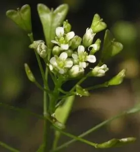 Овчарска торбичка Capsella Bursa Pastoris