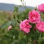 Казанлъшка маслодайна роза Rosa daraascena auct, non Mill