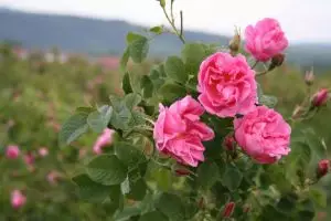 Казанлъшка маслодайна роза Rosa daraascena auct, non Mill