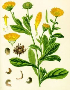 Невен Calendula Officinalis