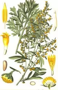 Бял пелин Artemisia absinthium