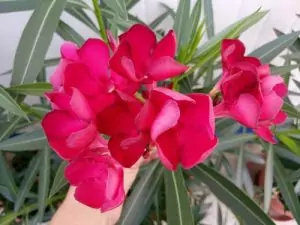 Зокум (олеандър) Nerium oleander L.