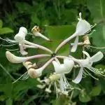 Орлови нокти Lonicera caprifolium