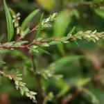 Трънка Persicaria Hydropiper