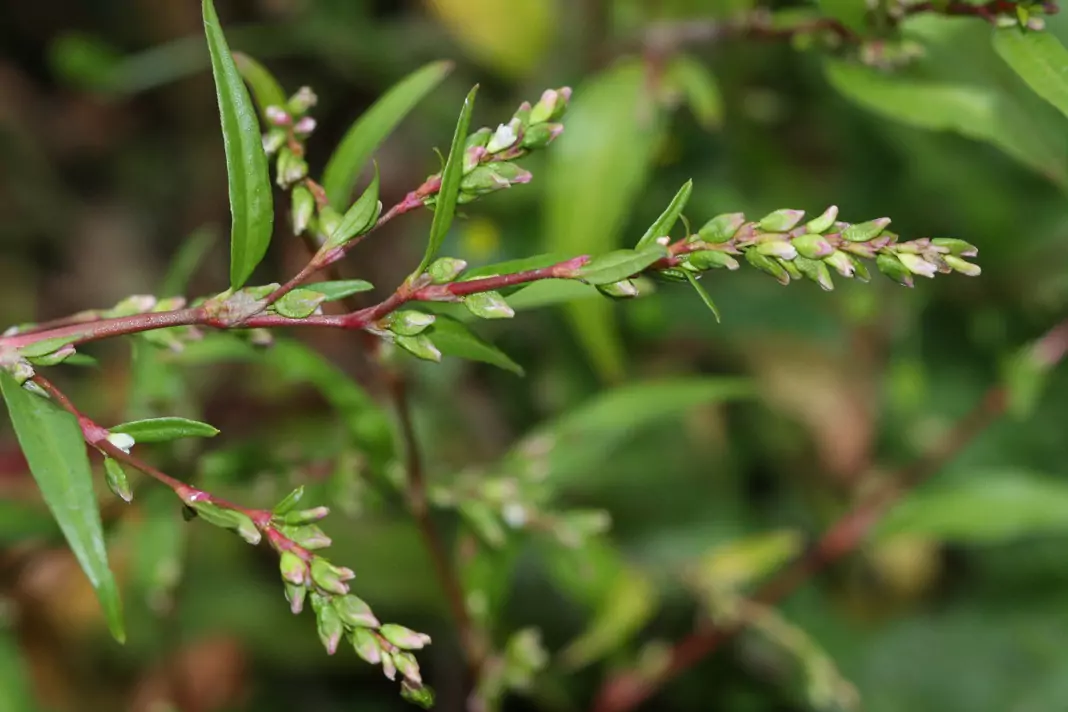 Трънка Persicaria Hydropiper